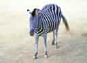動物図鑑・チャップマンシマウマの写真 5